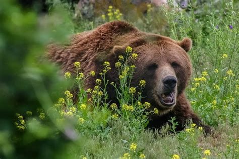 Glacier National Park Wildlife