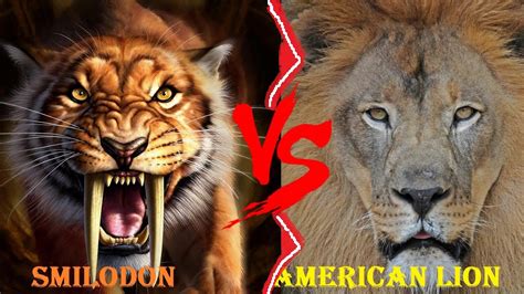 American Lion Vs Smilodon