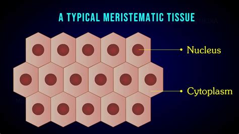 What Is Apical Meristematic Tissue - Design Talk