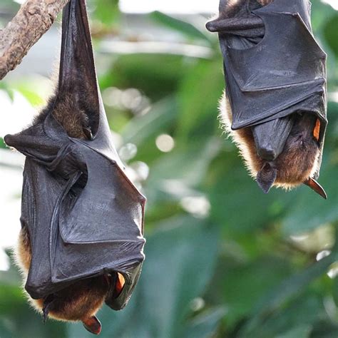 Woman Shares a Video of a Bat Sleeping Soundly Like a Baby on Her Lap ...