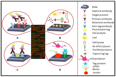 Microarrays | Free Full-Text | Data Analysis Strategies for Protein Microarrays | HTML