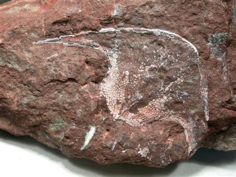 Devonian Fish Fossil