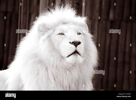 Close-Up Color Image Of beautiful White Lion (Albino) Against Fence ...