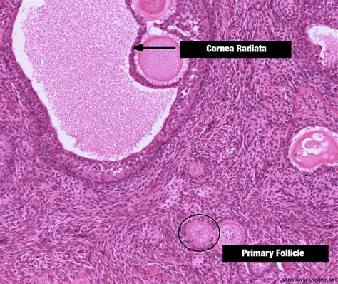 ovary-3-slide-labelled-histology | SchoolWorkHelper