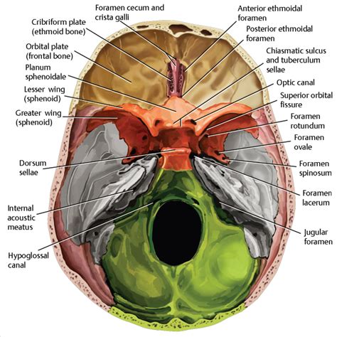 Anterior Cranial Fossa, Nasal Cavity, and Paranasal Sinuses | Radiology Key