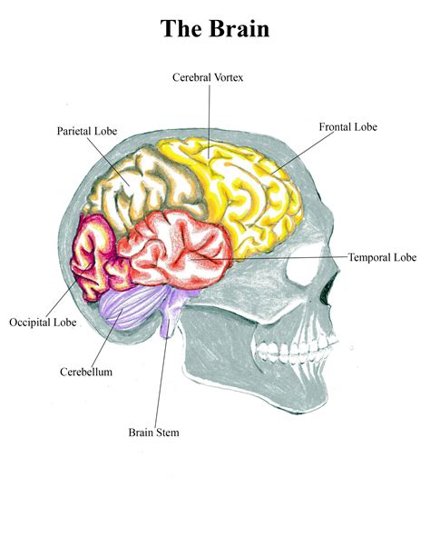 Human Brain Diagram Top View