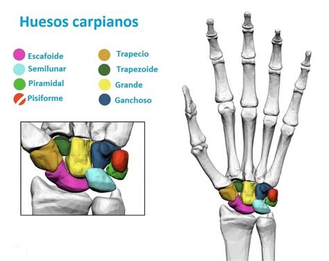 Huesos carpianos o huesos del carpo | Anatomía Topográfica