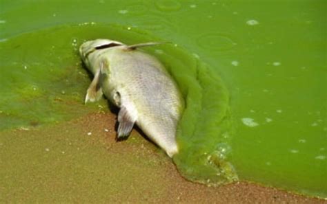 Blooming Alga