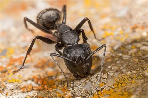 Ant pit stop stock photo. Image of enlargement, camponotus - 90864344