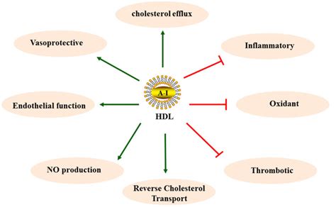 HDL antiatherosclerotic functions. (promotion), (inhibition ...