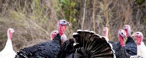 Heritage Turkeys: A Buyers Guide for Thanksgiving - FoodPrint