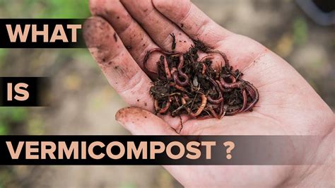 What is Vermicomposting? | Methods of Vermicomposting | Environmental ...