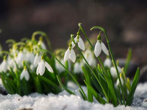 Snowdrop Flower Care: How To Grow This Early Spring Bloomer | Gardening ...