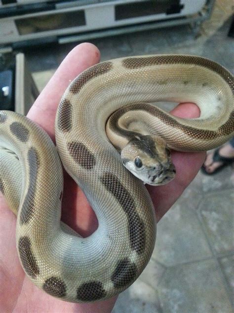 Green Burmese Python Cute Reptiles, Reptiles And Amphibians, Chug Dog, Spiders And Snakes ...