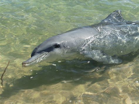 Wild Dolphins Apparently Have a Range of Personalities | Nature World News