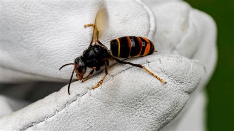 Invasive Yellow-Legged Hornet Spotted in the U.S. for the First Time - The New York Times