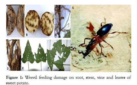 The Major Sweet Potato Weevils; Management and Control: A Review