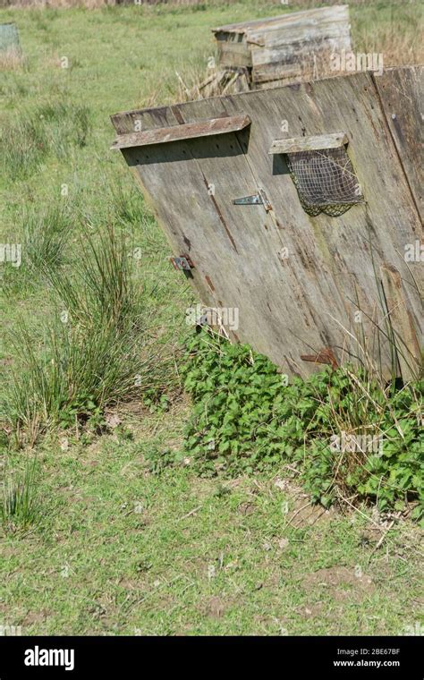 Patch of nettles beside a collapsing old chicken coop. Stinging Nettles are edible cooked, and ...