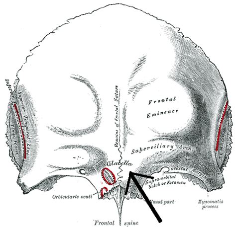 Glabella - Wikipedia