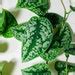 Pothos Cuttings Houseplant Potho Node Cutting for Propagation Indoor ...