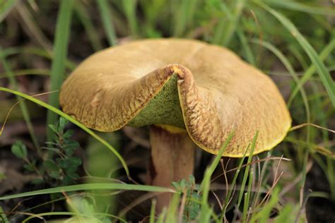 Brown Bolete Mushroom Close-up Free Stock Photo - Public Domain Pictures