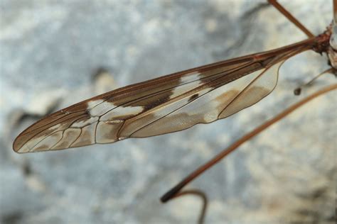 Crane Fly – wildlifemacro