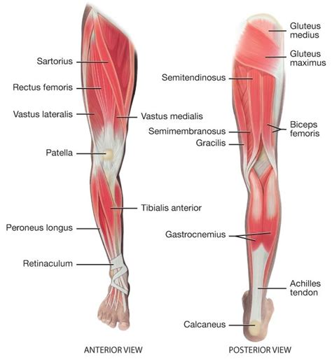 A graphic showing Lower Extremity Muscles | Leg muscles anatomy, Body muscles names, Leg muscles ...