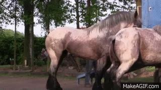 Horse breeding 3 - Belgian draft horse mating on Make a GIF