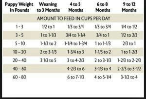 rottweiler puppy food chart - Minh Beach