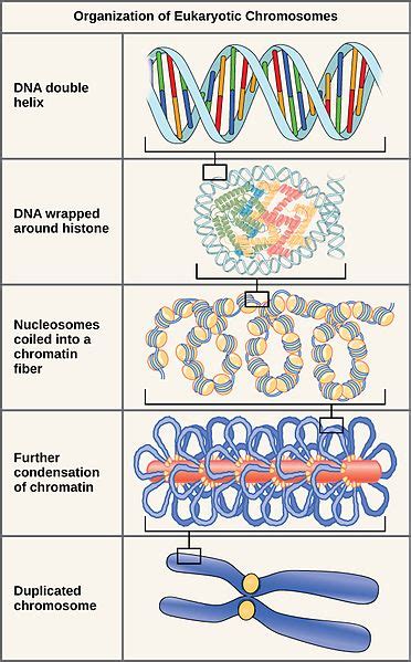 Difference Between Chromatin Fiber and Chromosome | Compare the ...