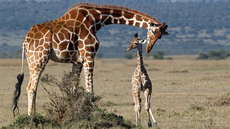 Baby Giraffes Get Their Spots From Mom | HowStuffWorks