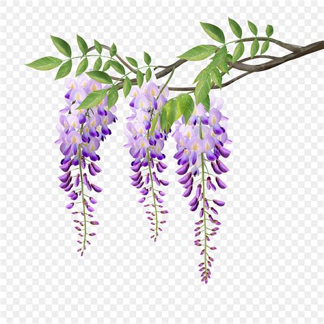 Wisteria Flowers Hd Transparent, Watercolor Wisteria Flower Flower Vine ...