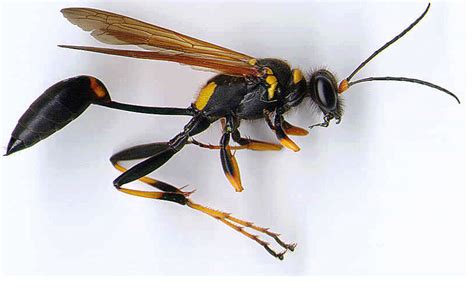 Wasp Identification Chart - Pest Control - Sydney