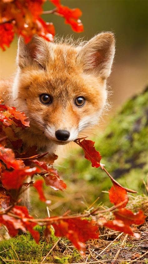 Cute fox in autumn, red leaves 750x1334 iPhone 8/7/6/6S wallpaper, background, picture, image