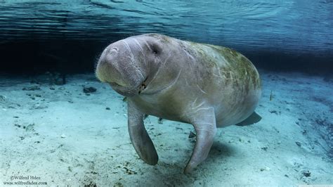 Manatee Wallpaper (64+ pictures) - WallpaperSet