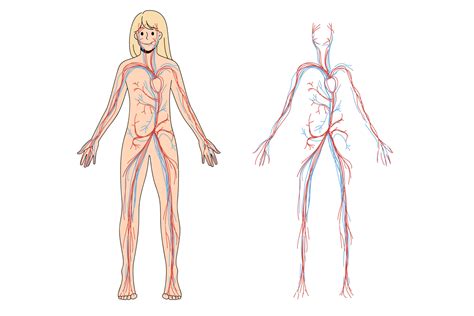 Woman arterial and venous circulatory system. Female blood vessel ...