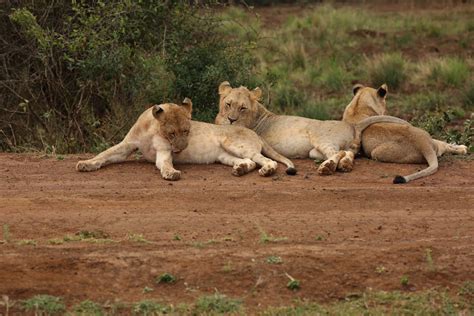 Work with Lion Conservationists