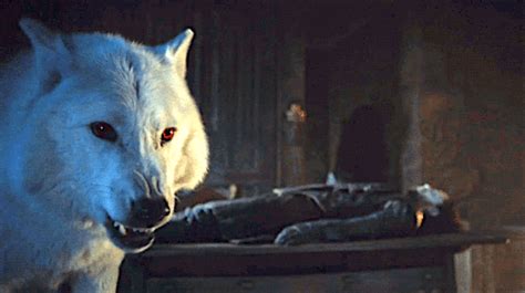 Ghost: Direwolf of Jon Snow (#direweek) | Thrones Amino