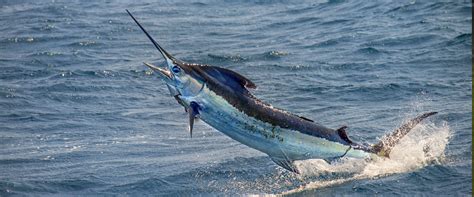 Swordfish in the Florida Keys | Deep Sea & Offshore Fishing