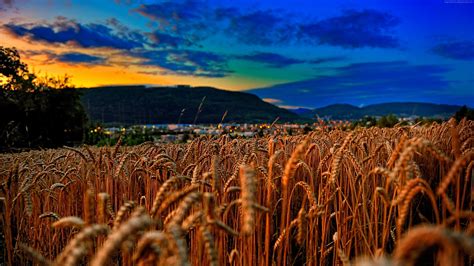 Landscape photograph of wheat field HD wallpaper | Wallpaper Flare