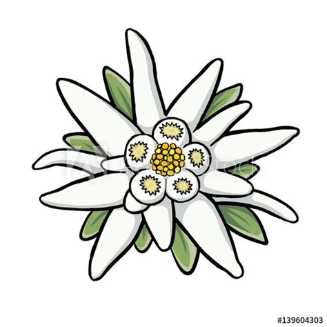 Edelweiss Drawing | Free download on ClipArtMag