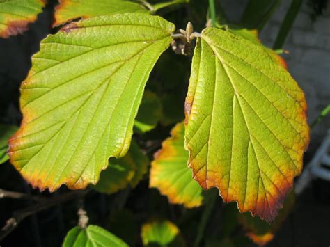 Witch hazel leaves. | Plant leaves, Leaves, Plants