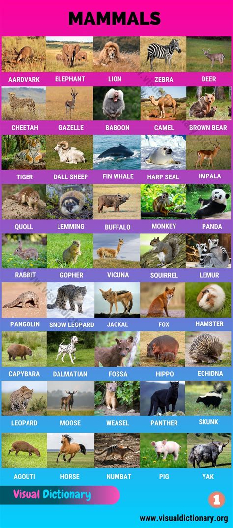 Mammals Examples