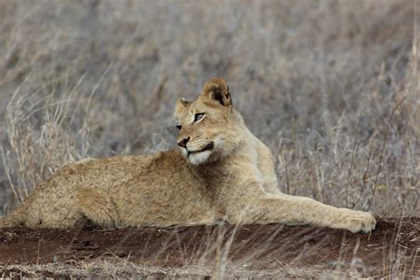 Where in the World is Anh?!: Safari Day 2 - LIONS spotted!