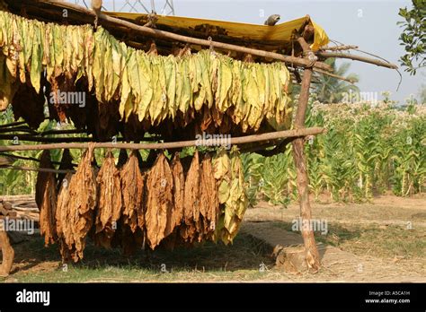 Tobacco leaves drying and tobacco growing in Orissa,India Stock Photo - Alamy