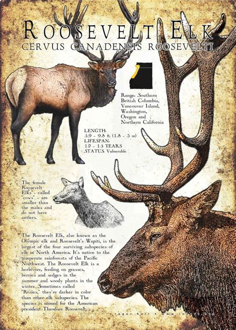 Roosevelt Elk Poster / Infographic | Animal facts, North american ...