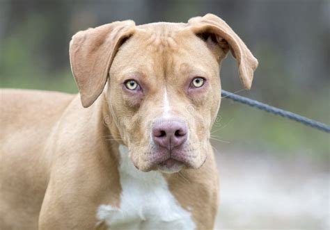 Tan Pitbull Puppy Dog Outside on Leash Stock Image - Image of control, months: 140586119