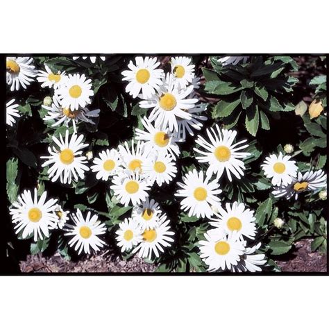 1.25-Quart Montauk Daisy (L9638) | Montauk daisy, Daisy, Plants