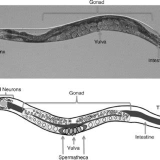 Life cycle of C. elegans. In a favorable growth environment, the worm ...