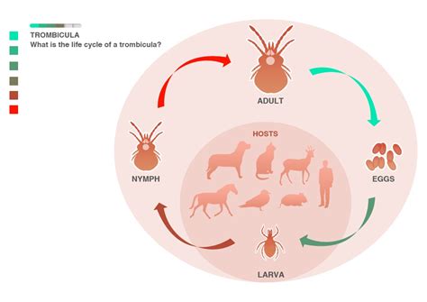 How to Get Rid of Chiggers on Skin, Body, Yard, Symptoms and Fast ...